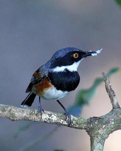 Cape Batis