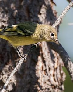 Cassin's Vireo