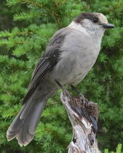 Canada Jay