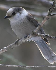 Canada Jay (Northern)
