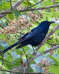 Unicolored Jay