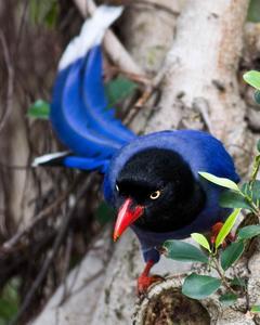 Taiwan Blue-Magpie
