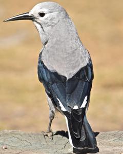 Clark's Nutcracker