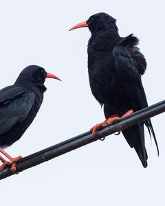 Red-billed Chough