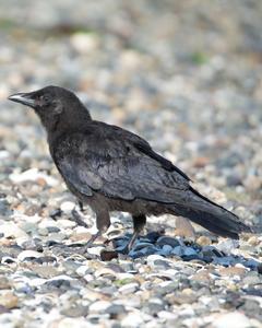 Northwestern Crow