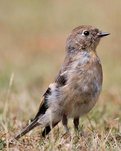 Flame Robin