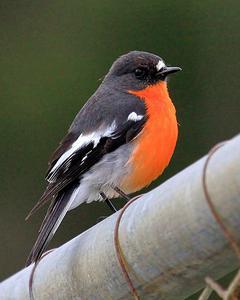 Flame Robin