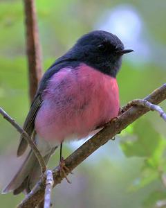 Pink Robin