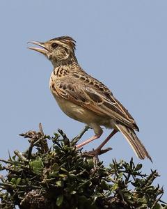 Rufous-naped Lark