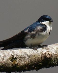 Blue-and-white Swallow