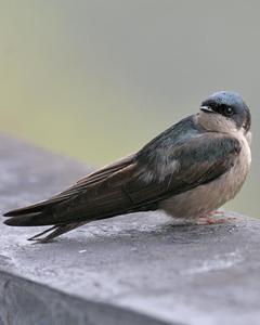 Brown-bellied Swallow