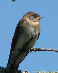Northern Rough-winged Swallow (Northern)