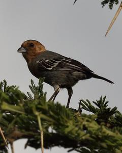 Red-throated Tit
