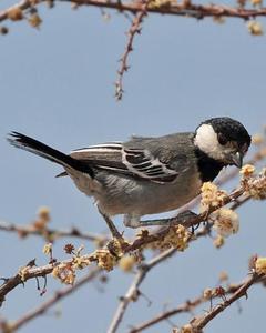 Somali Tit