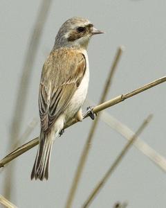 Chinese Penduline-Tit