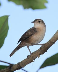 House Wren (Southern)