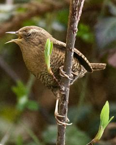 Pacific Wren