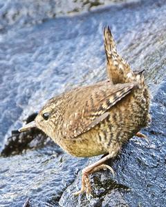 Pacific Wren