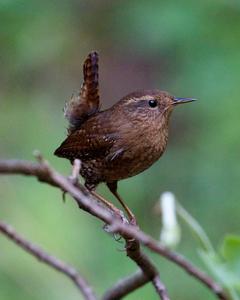 Pacific Wren (pacificus Group)