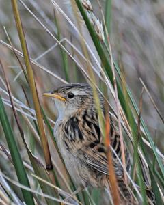 Sedge Wren (Falklands)