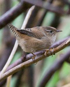 Marsh Wren