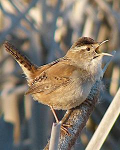 Marsh Wren (paludicola Group)