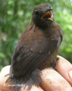 Nightingale Wren