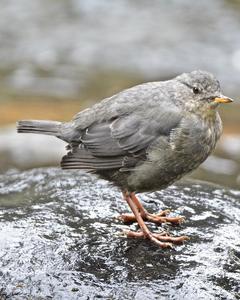 American Dipper