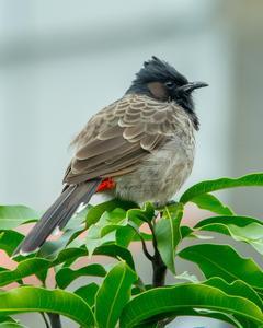 Red-vented Bulbul