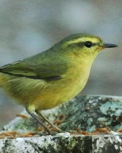 Buff-throated Warbler