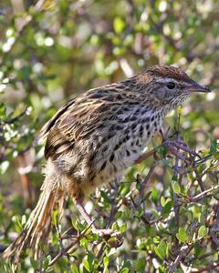 New Zealand Fernbird