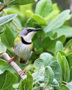 Rudd's Apalis