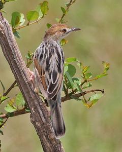 Winding/Coastal/Luapula Cisticola