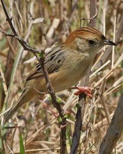 Stout Cisticola