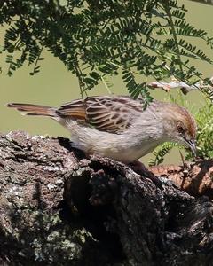 Croaking Cisticola
