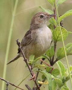 Zitting Cisticola
