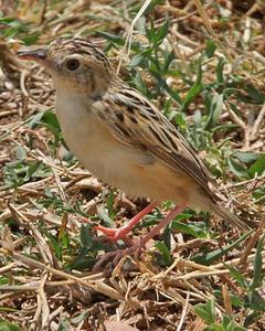 Pectoral-patch Cisticola