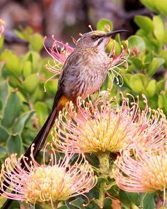 Cape Sugarbird