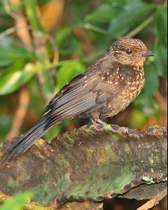 Sooty Flycatcher