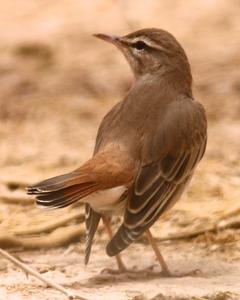 Rufous-tailed Scrub-Robin (Rufous-tailed)