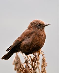 Northern Anteater-Chat