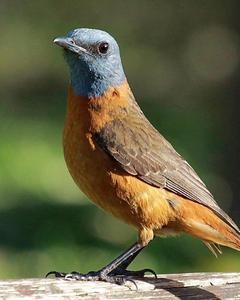 Cape Rock-Thrush