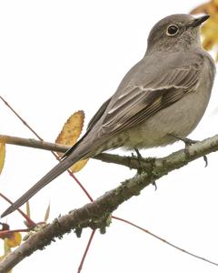 Townsend's Solitaire