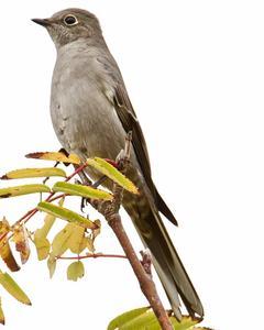 Townsend's Solitaire