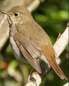 Hermit Thrush