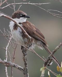 Northern Pied-Babbler