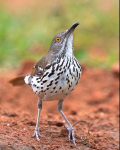 Long-billed Thrasher