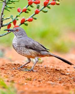 Curve-billed Thrasher (curvirostre Group)