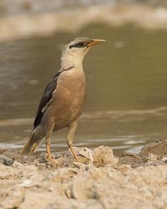 Vinous-breasted Starling