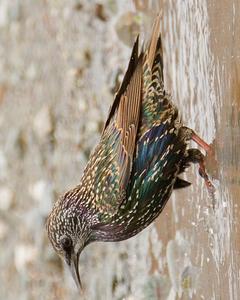 European Starling